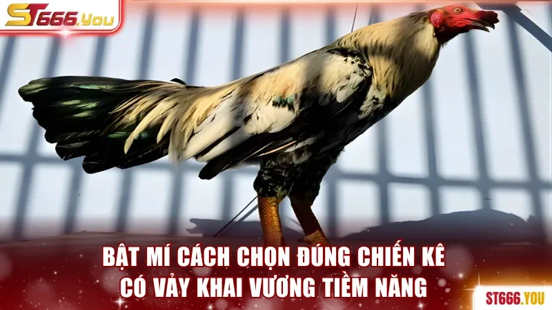 Bật mí cách giúp chọn đúng chiến kê có vảy Khai Vương tiềm năng