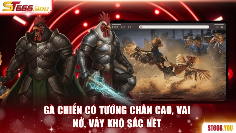 Gà chiến có tướng chân cao, vai nở, vảy khô sắc nét
