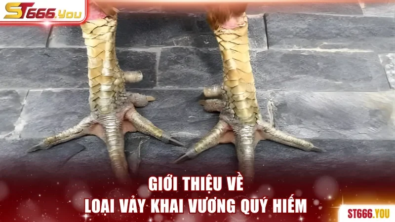 Giới thiệu về loại vảy Khai Vương quý hiếm